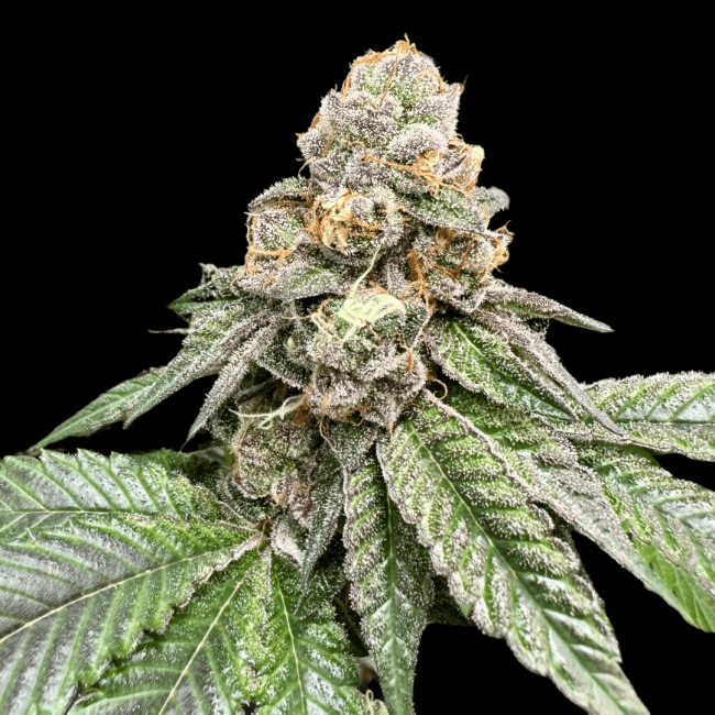 Gorilla Burger - Atlas Seed
