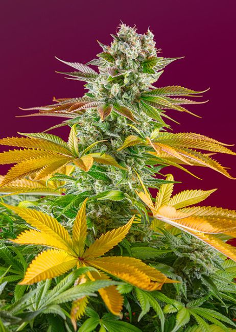 Gorilla Girl F1 Fast - Sweet Seeds