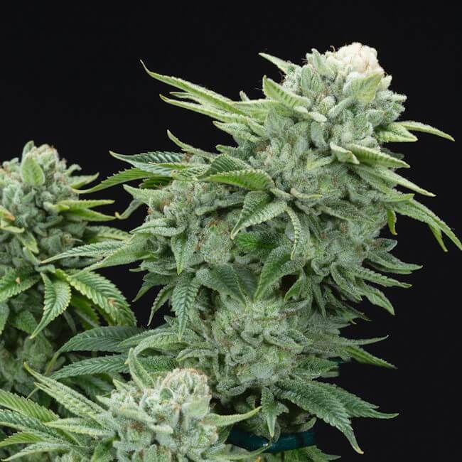 Close-up of a cannabis plant with green leaves and buds on a black background