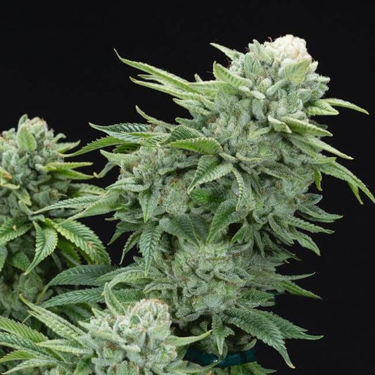 Close-up of a cannabis plant with green leaves and buds on a black background