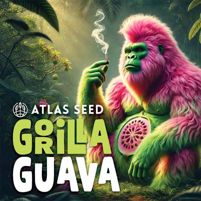 A stylized illustrated gorilla in a jungle scene with bright pink fur, green skin, and a smoking cigarette, with large text reading ATLAS SEED GRILLA GUAVA.