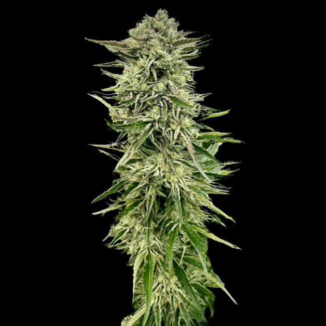 Gorilla Guava - Atlas Seed