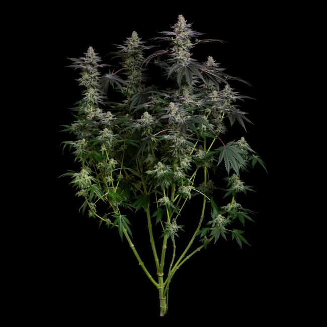Cannabis plant with dense buds on a black background
