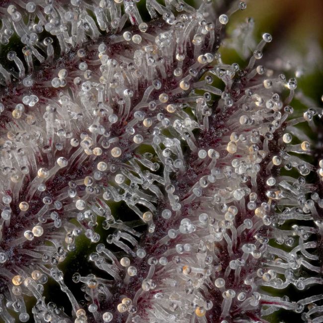 Close-up of frost-covered plant leaves with a blurred background