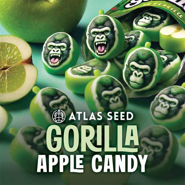 Gorilla Apple Candy - Atlas Seed