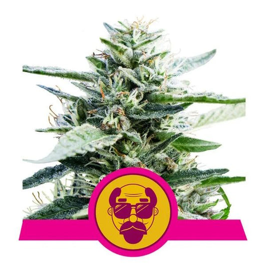 Frosted cannabis plant with a logo featuring a face wearing sunglasses and a mustache on a pink banner.