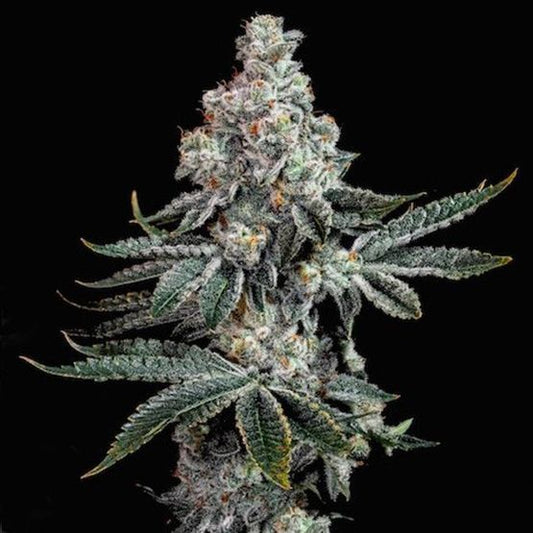 Close-up of a cannabis plant bud on a black background