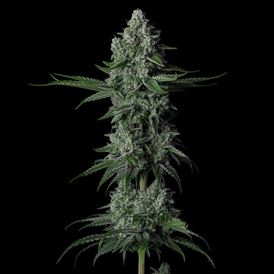Grandpa's Stash R2 - Ethos Genetics