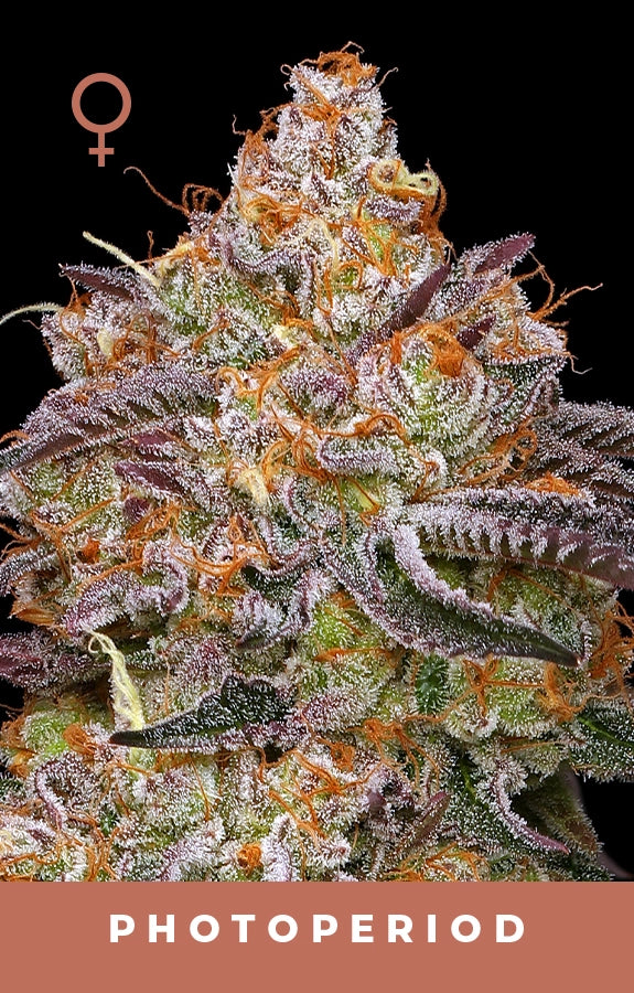 Close-up of a cannabis flower with frosty buds on a black background, featuring the female symbol.