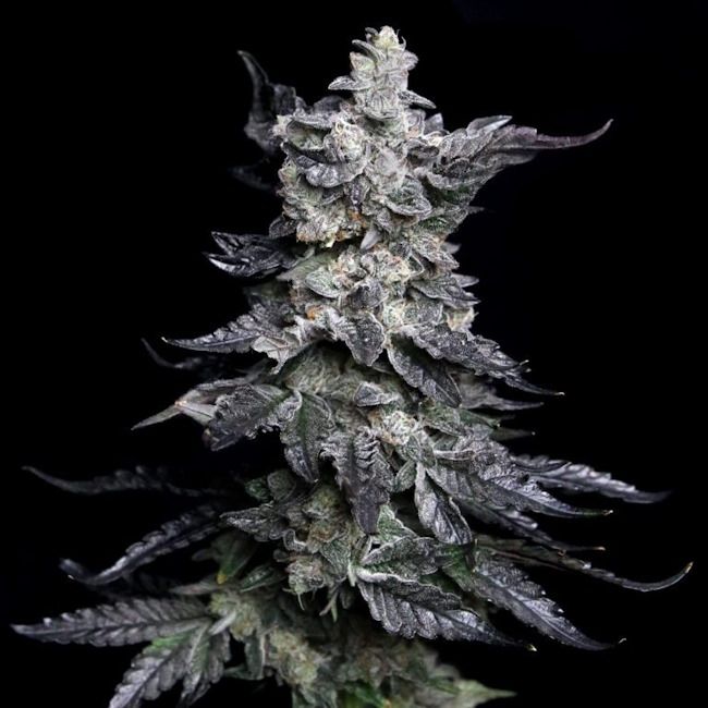 Close-up of a cannabis plant bud against a black background
