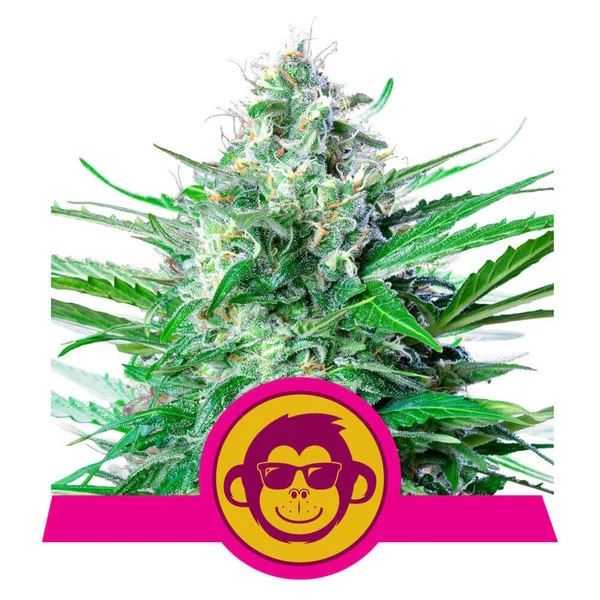 Cannabis plant with a monkey logo and pink banner on a white background
