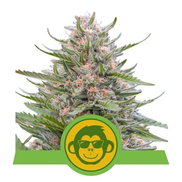 Cannabis plant with a green logo featuring a monkey wearing sunglasses on a white background