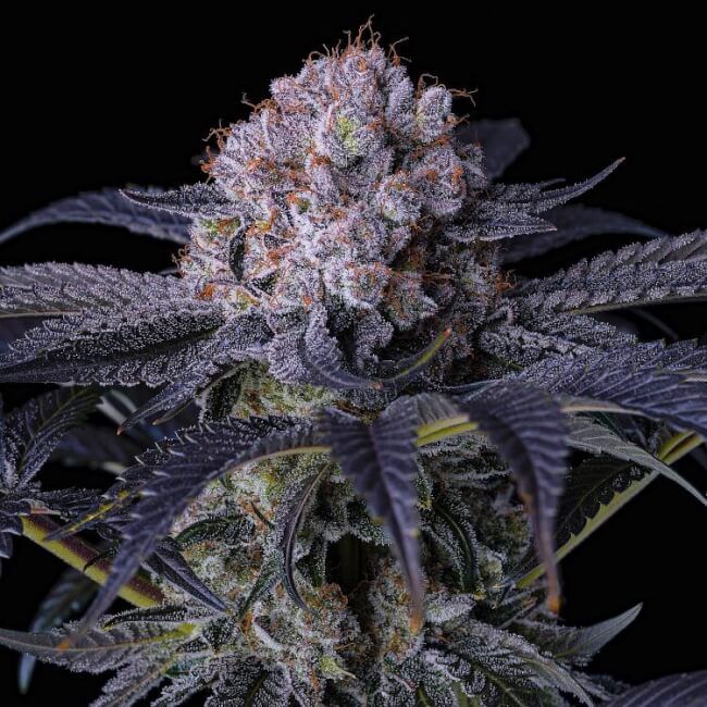 Grape Balls of Fire RBx - Ethos Genetics