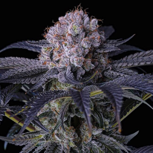 Close-up of a cannabis flower with dark background