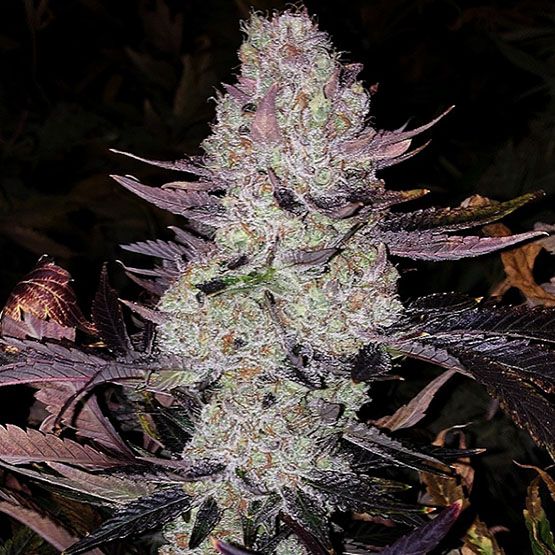 Close-up of a cannabis plant with dark purple leaves on a black background