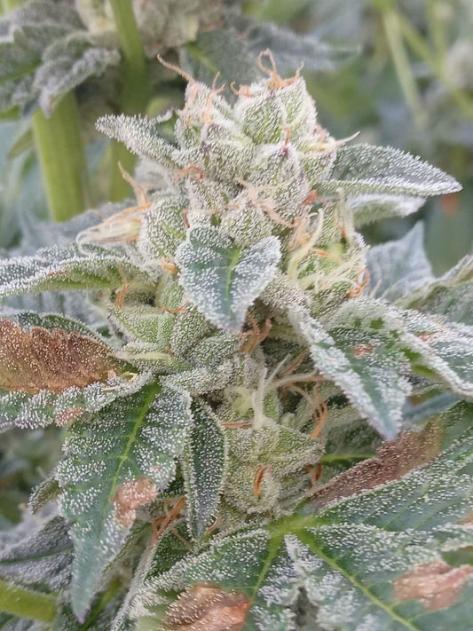 Closeup of a frosty green bud.