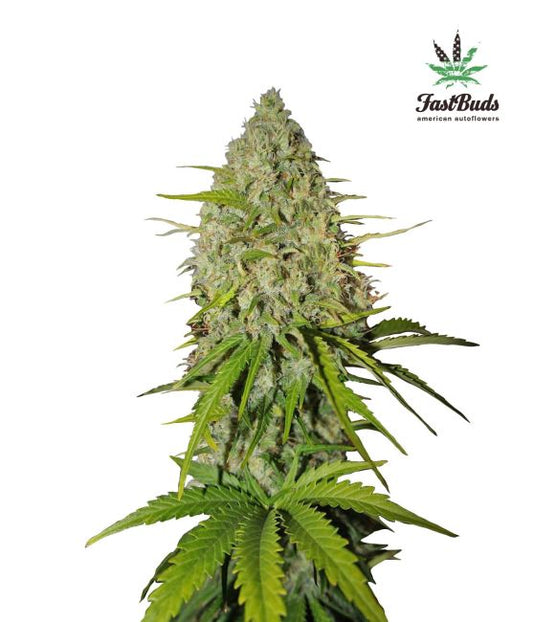 Mature cannabis plant with visible trichomes on a white background, featuring the FastBuds logo.
