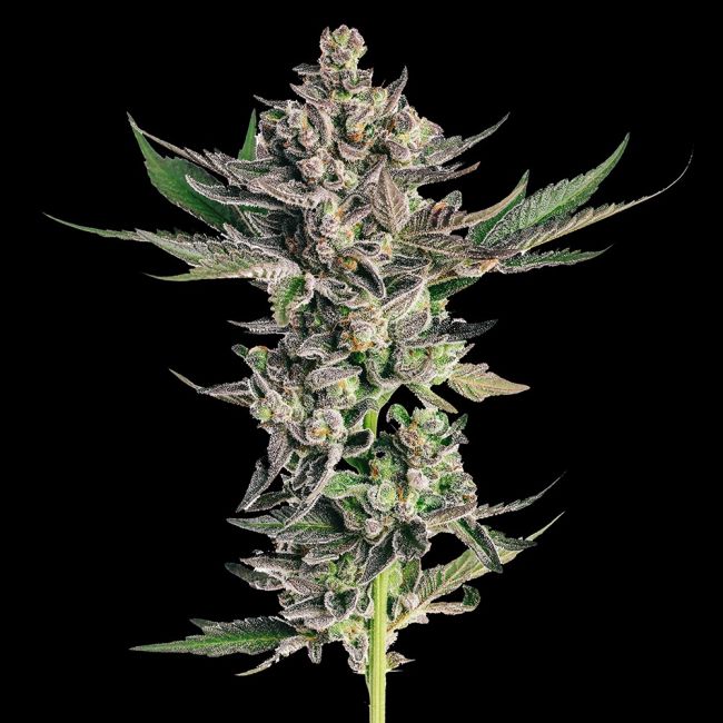 Close-up of a cannabis plant with a black background