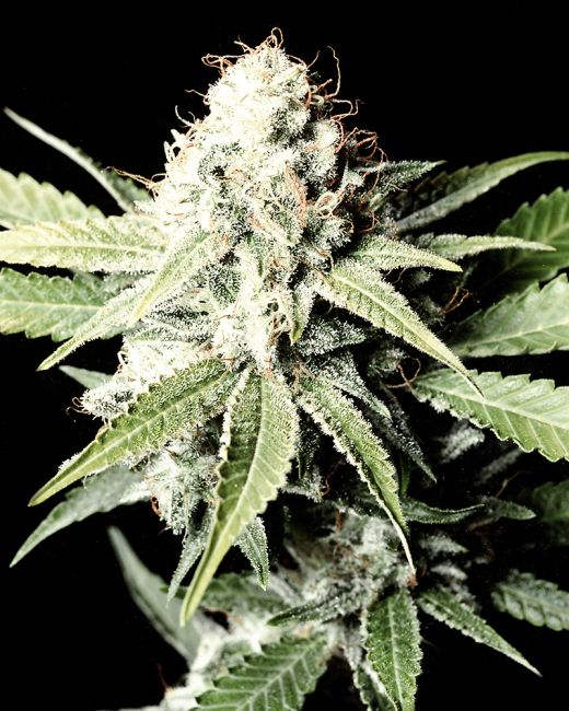 Close-up of a cannabis plant with a black background