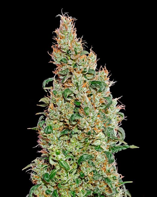 Close-up of a cannabis plant with a black background
