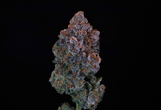 Green Apple Candy - Atlas Seed