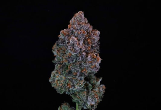 A close-up of a dried cannabis flower bud with frosty white trichomes and orange-brown pistils, set against a solid black background.