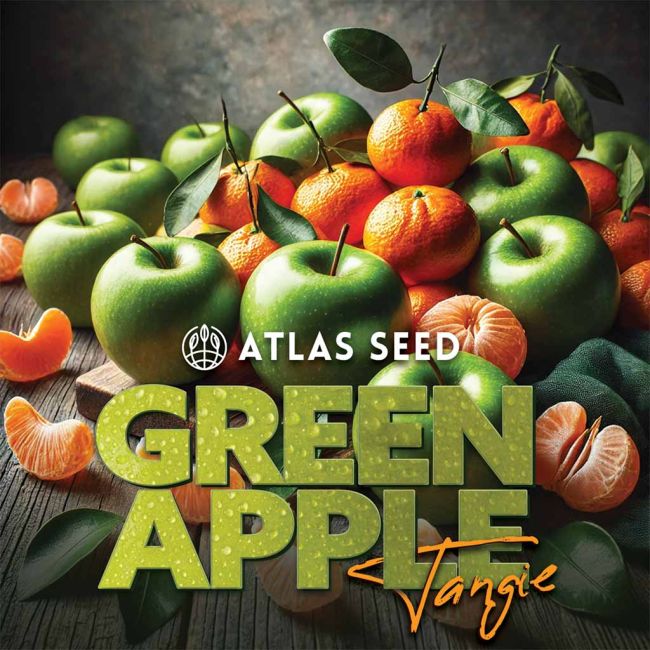 Green Apple Tangie - Atlas Seed