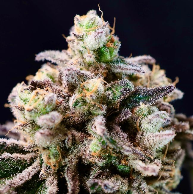 Green Apple Tangie - Atlas Seed