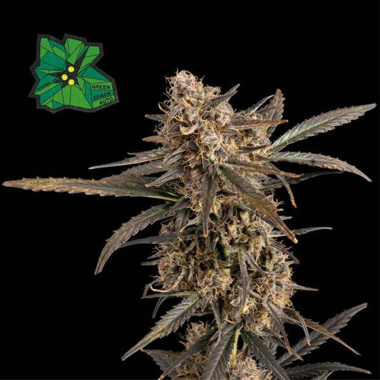 Mature cannabis plant with a clear background and Green Gorilla logo.