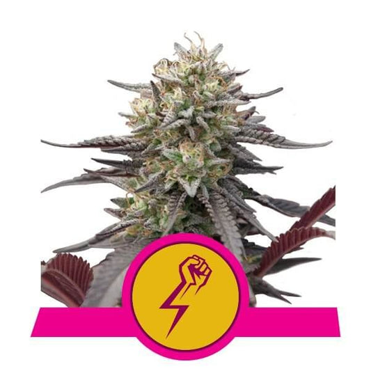 Cannabis plant with a pink and yellow logo featuring a fist and lightning bolt on a white background