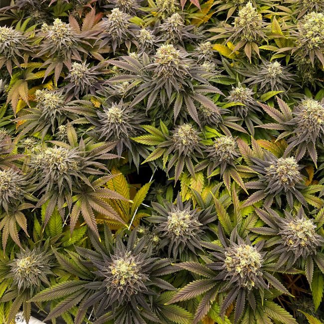 Close-up of cannabis plants with green and purple leaves.