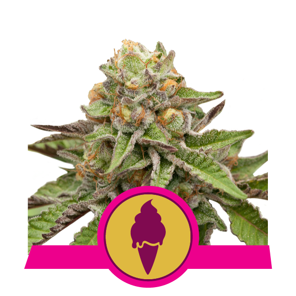 Cannabis plant with a pink and yellow logo featuring an ice cream cone.