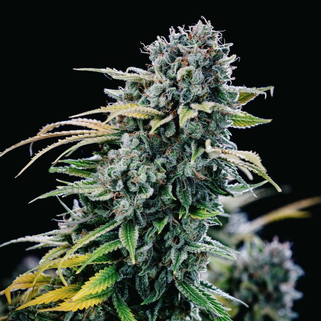 Close-up of a cannabis plant with a black background
