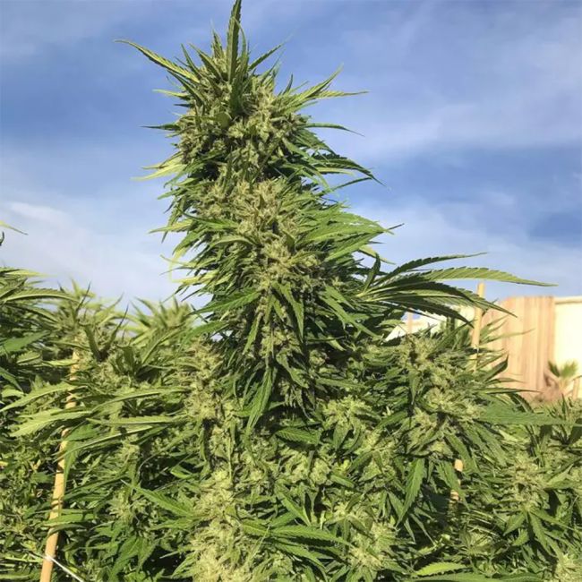 Tall cannabis plant with a blue sky background