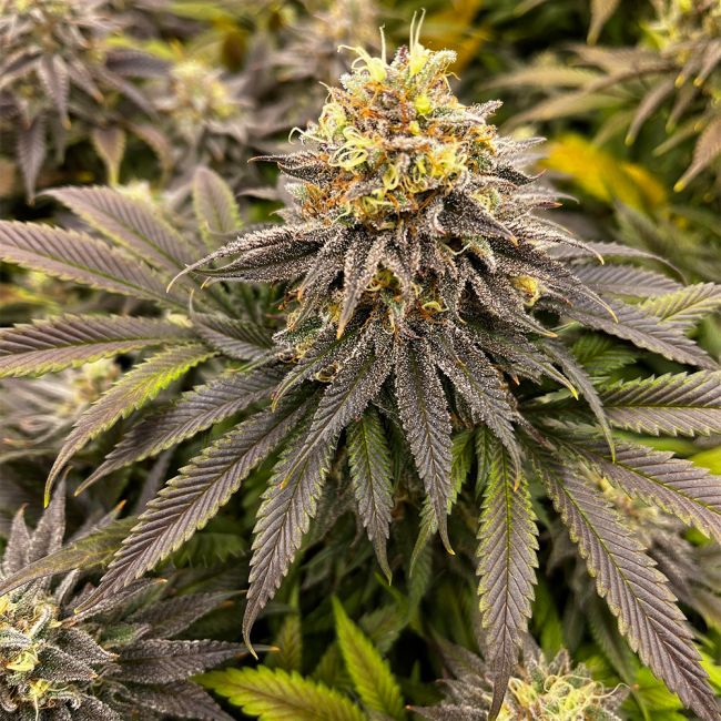 Close-up of a cannabis plant with dense buds and leaves.