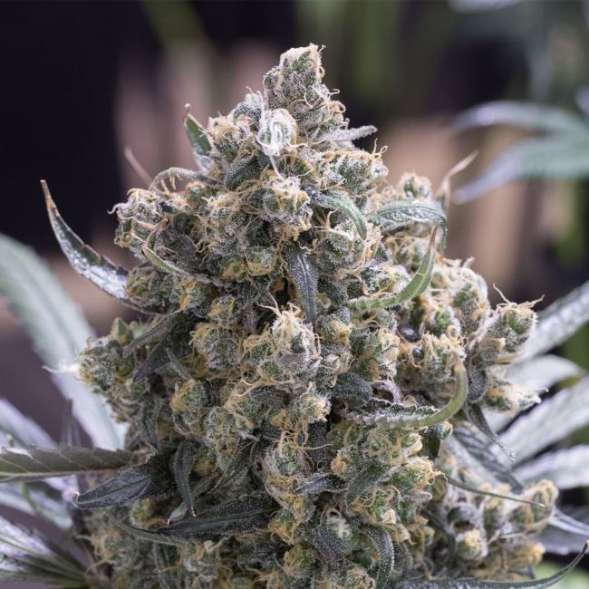 Close-up of a cannabis plant bud with a blurred background