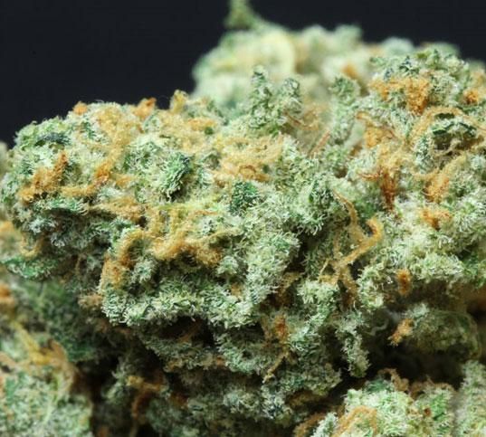 Close-up of a cannabis bud with green and orange coloration on a black background