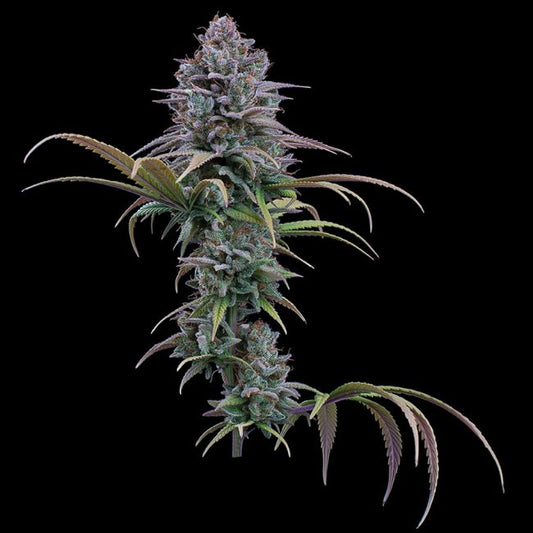 Mature cannabis plant with dense buds on a black background