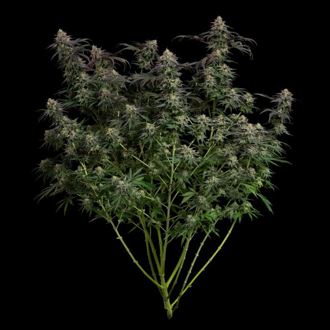 Mature cannabis plant with large buds on a black background