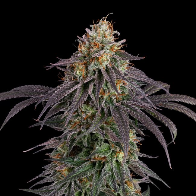 Close-up of a cannabis plant with a black background