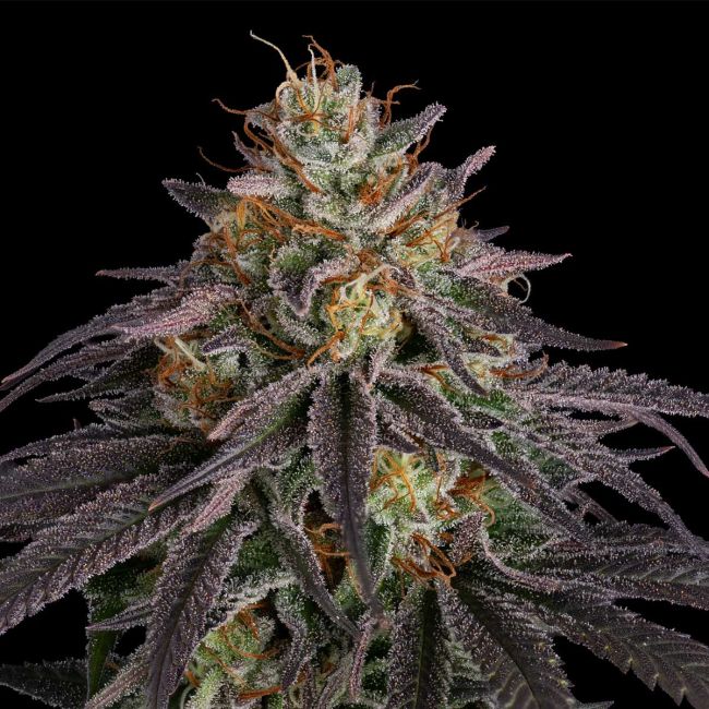 Close-up of a cannabis plant bud with a black background