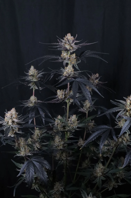 Mature cannabis plant with large buds against a black background