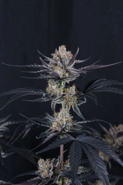 Close-up of a cannabis plant against a dark background