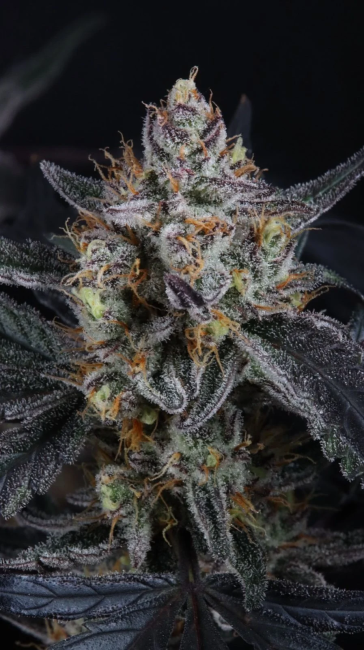 Close-up of a cannabis plant bud with dark background