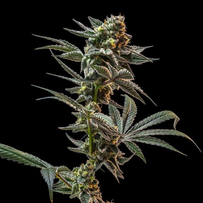 Close-up of a cannabis plant on a black background