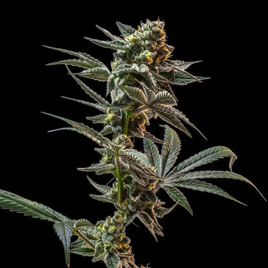 Close-up of a cannabis plant on a black background