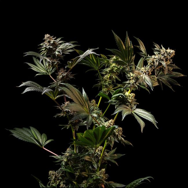 Cannabis plant with dark background