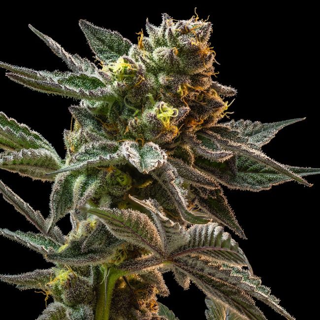 Close-up of a cannabis plant with dark background