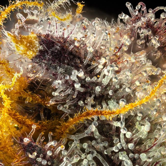 Close-up of a cannabis plant with trichomes on a dark background