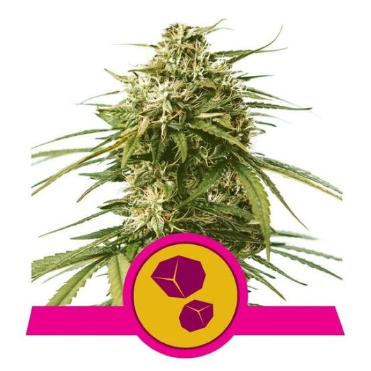 Cannabis plant with a pink and yellow logo on a white background